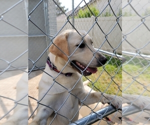 Labrador Retriever Puppy for sale in OAK GLEN, CA, USA