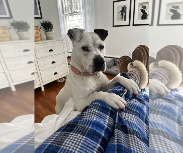 Medium Photo #29 Dogo Argentino-Labrador Retriever Mix Puppy For Sale in Brewster, NY, USA