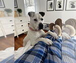 Small #28 Dogo Argentino-Labrador Retriever Mix