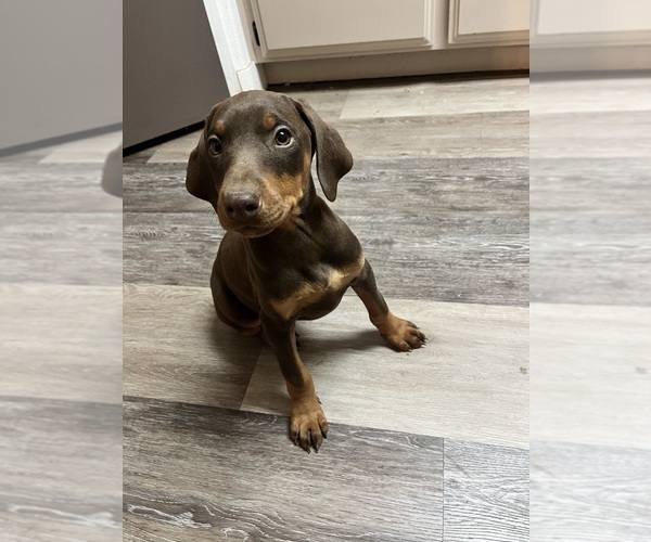 Medium Photo #7 Doberman Pinscher Puppy For Sale in HESPERIA, CA, USA