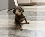 Small #6 Doberman Pinscher