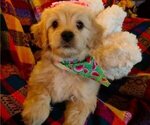 Small Photo #1 Cavachon-Cavapoo Mix Puppy For Sale in TUCSON, AZ, USA