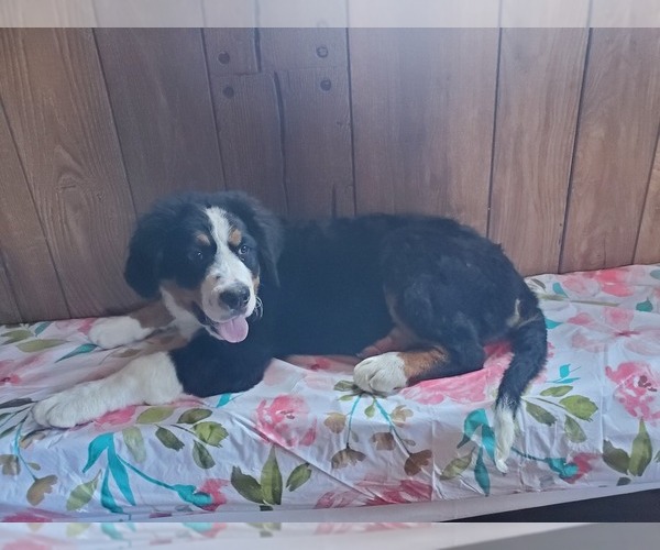 Medium Photo #5 Bernese Mountain Dog Puppy For Sale in PEYTON, CO, USA