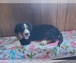 Small #4 Bernese Mountain Dog