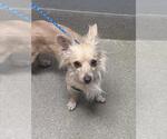 Small Papillon Mix
