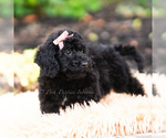 Small Photo #35 Maltipoo (Miniature) Puppy For Sale in WARSAW, IN, USA
