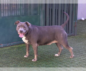 Mutt Dogs for adoption in Pasadena, CA, USA