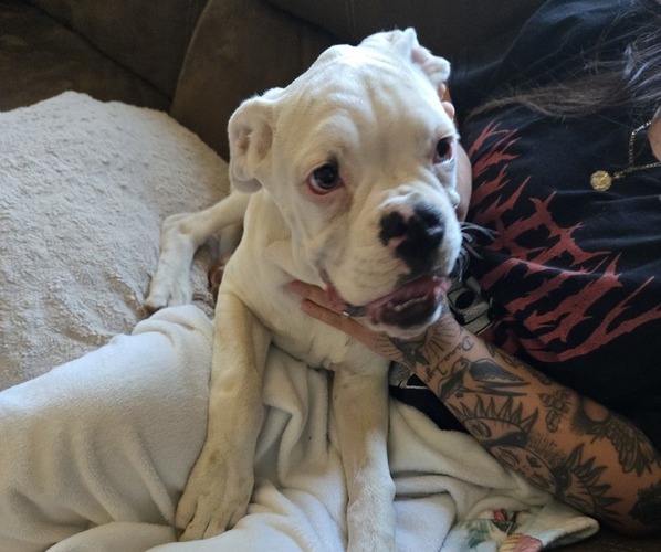 Medium Photo #24 Boxer Puppy For Sale in LAUREL, DE, USA