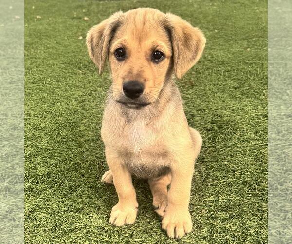 Medium Photo #2 Labrador Retriever-Unknown Mix Puppy For Sale in San Diego, CA, USA