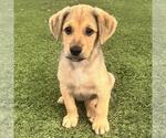 Small #1 Labrador Retriever Mix