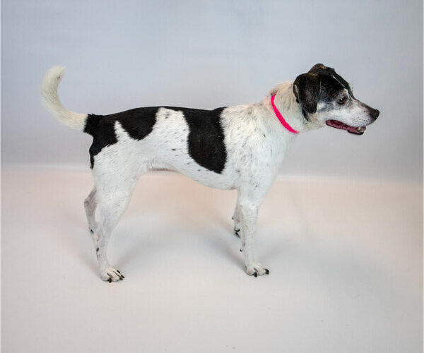 Medium Photo #4 Raggle Puppy For Sale in Kennesaw, GA, USA