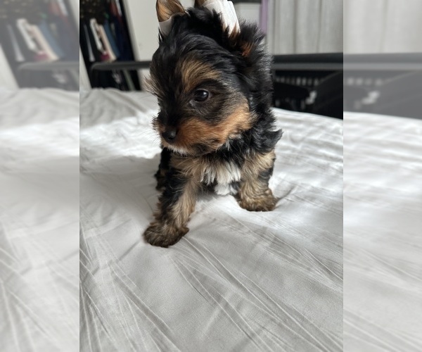 Medium Photo #13 Yorkshire Terrier Puppy For Sale in WEST HARTFORD, CT, USA