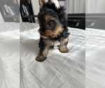 Small #12 Yorkshire Terrier