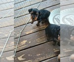 Small Photo #1 -Poochis Mix Puppy For Sale in LOGANVILLE, GA, USA