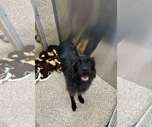 Mutt Dogs for adoption in Martinsburg, WV, USA