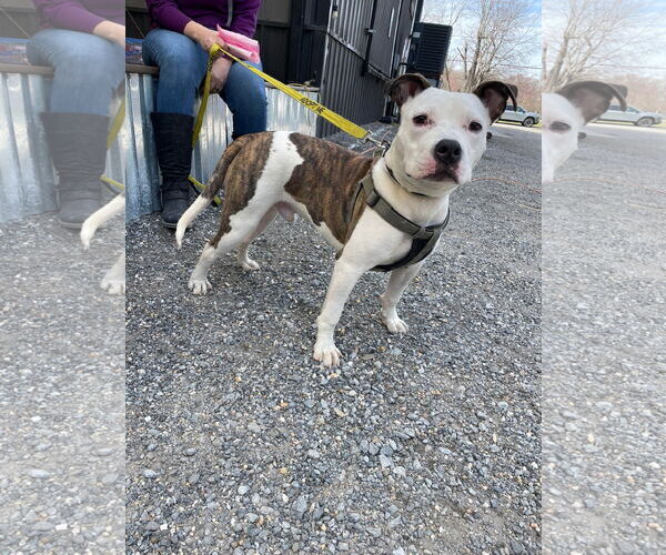 Medium Photo #18 American Pit Bull Terrier-Unknown Mix Puppy For Sale in Derwood, MD, USA