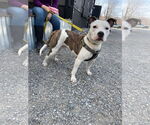 Small #17 American Pit Bull Terrier Mix