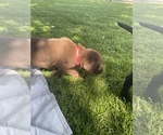 Small Photo #15 Labrador Retriever Puppy For Sale in IDAHO FALLS, ID, USA