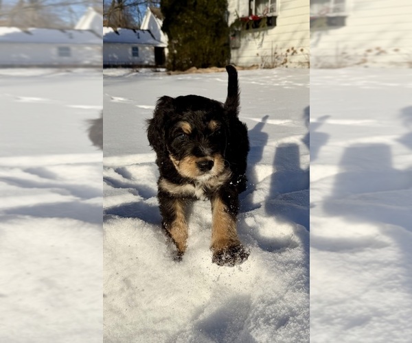 Medium Photo #5 Bernedoodle Puppy For Sale in MIDLAND, MI, USA