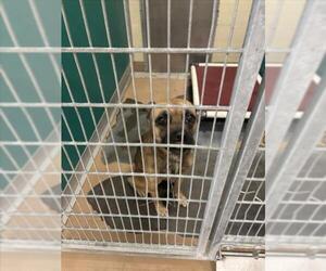 German Shepherd Dog-Unknown Mix Dogs for adoption in Texas City, TX, USA