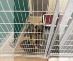 Small German Shepherd Dog Mix