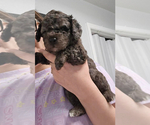 Puppy Puppy 1 Poodle (Toy)