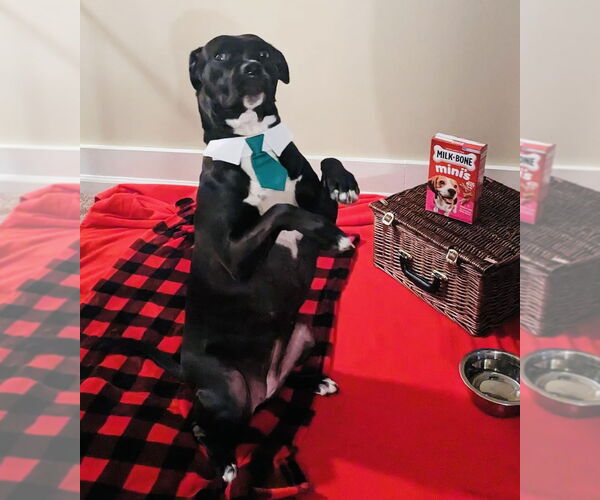 Medium Photo #15 American Pit Bull Terrier-Unknown Mix Puppy For Sale in Germantown, OH, USA