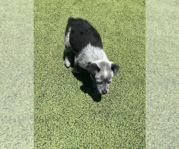 Medium Photo #6 Australian Cattle Dog Puppy For Sale in BRIGGSDALE, CO, USA