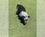 Small #5 Australian Cattle Dog