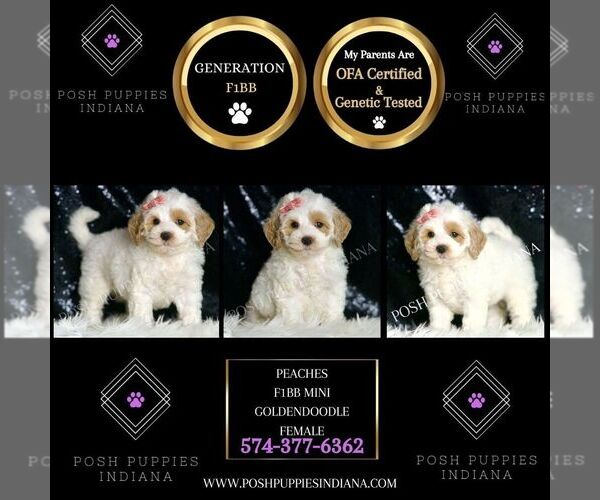 Medium Photo #4 Goldendoodle (Miniature) Puppy For Sale in WARSAW, IN, USA