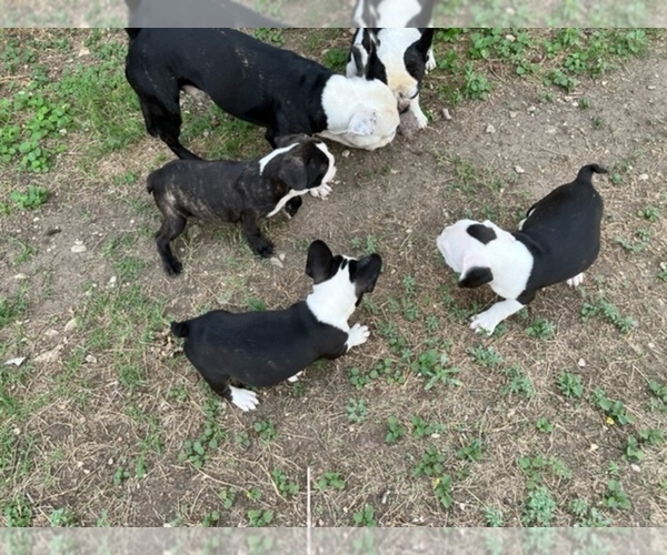 Medium Photo #1 Faux Frenchbo Bulldog Puppy For Sale in SAN ANTONIO, TX, USA