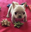 Small French Bulldog