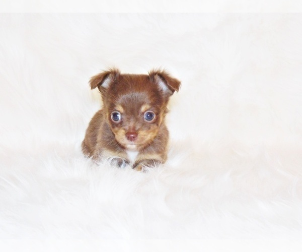 Medium Photo #5 Chihuahua Puppy For Sale in CHARLESTON, AR, USA