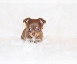 Small Photo #5 Chihuahua Puppy For Sale in CHARLESTON, AR, USA