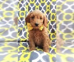 Small Photo #7 Goldendoodle Puppy For Sale in LANCASTER, PA, USA