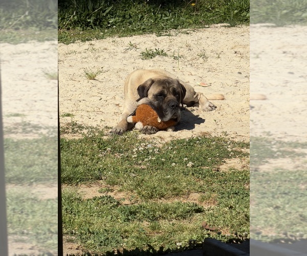Medium Photo #1 Mastiff Puppy For Sale in SICKLERVILLE, NJ, USA