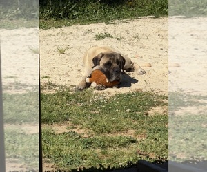 Father of the Mastiff puppies born on 08/12/2026