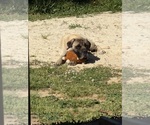Small Photo #1 Mastiff Puppy For Sale in SICKLERVILLE, NJ, USA