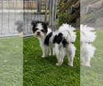 Small Shih Tzu Mix