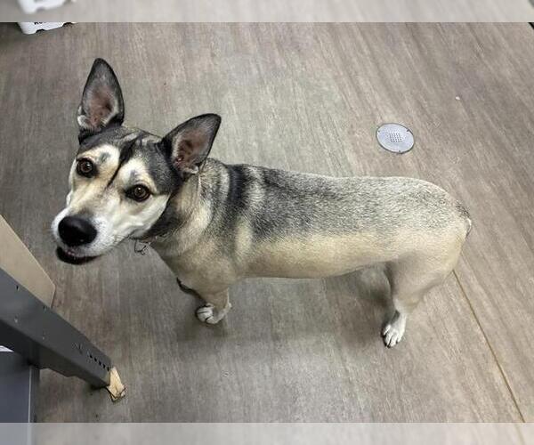 Medium Photo #1 Siberian Husky-Unknown Mix Puppy For Sale in Pasadena, CA, USA