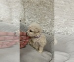 Puppy 7 Maltese-Poodle (Toy) Mix