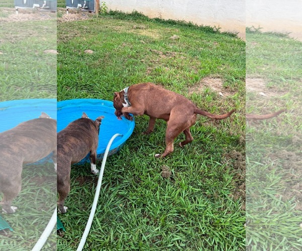Medium Photo #4 American Pit Bull Terrier-Unknown Mix Puppy For Sale in Germantown, OH, USA