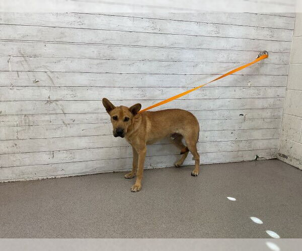 Medium Photo #1 German Shepherd Dog-Unknown Mix Puppy For Sale in San Bernardino, CA, USA