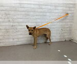 Small German Shepherd Dog Mix