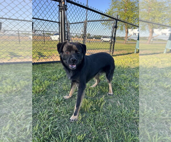 Medium Photo #3 Jack-A-Bee Puppy For Sale in Evansville, IN, USA