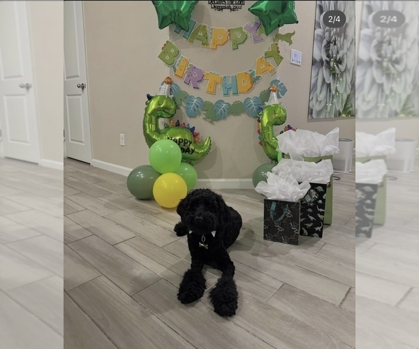 Medium Photo #11 Goldendoodle Puppy For Sale in JACKSONVILLE, FL, USA