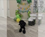 Small #10 Goldendoodle