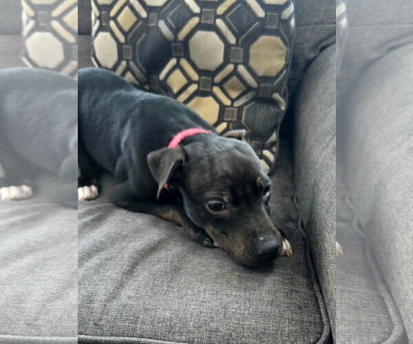 Medium Photo #1 Mutt Puppy For Sale in Fargo, ND, USA