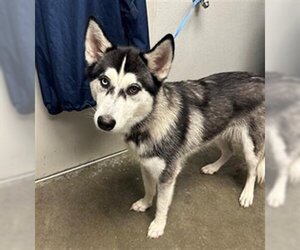 Siberian Husky Dogs for adoption in Rosenberg, TX, USA