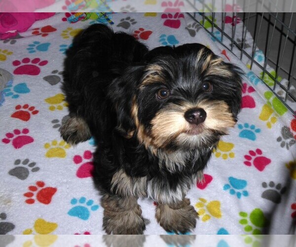 Medium Photo #4 Havashire Puppy For Sale in ORO VALLEY, AZ, USA